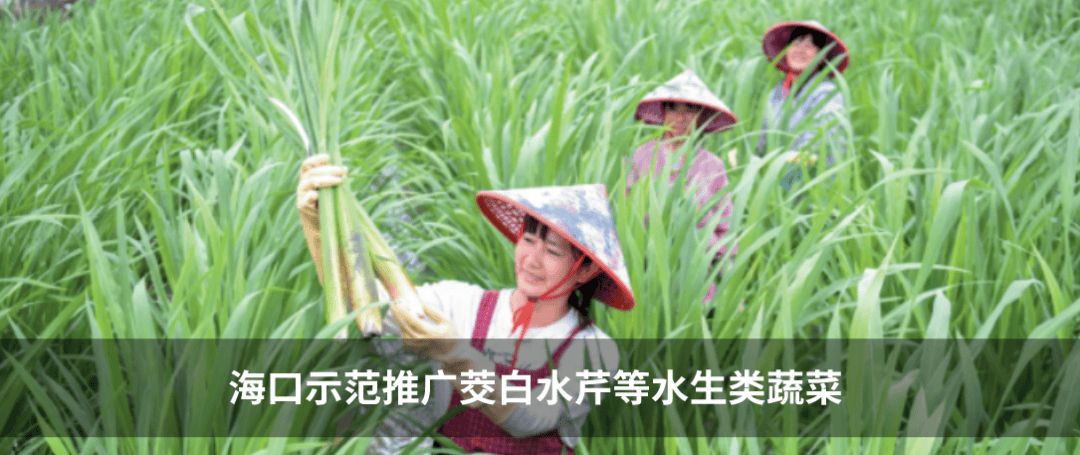 3月13日前补正材料！汽车置换更新的海南车主请注意→